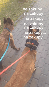 Whippet Malinois GIF
