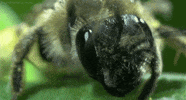 bee insect GIF by Head Like an Orange