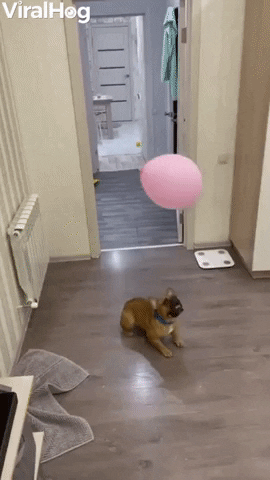 Exercising A Frenchie Is Easy With Balloons GIF by ViralHog