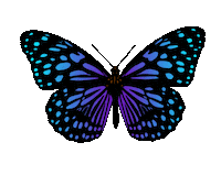 Butterfly Wings Sticker