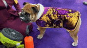 Dog Show GIF by Westminster Kennel Club