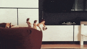 cuteanimalland giphyupload GIF