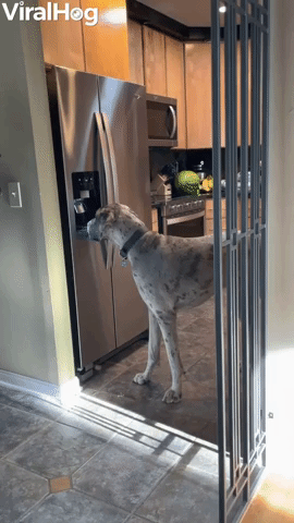 Goofy Great Dane Discovers How to Use Ice Dispenser