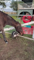 Dog And Horse Are Pals