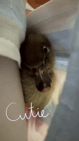 Duck Love GIF