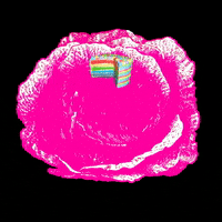 Cabbagepatchbakery cake cabbage cabbage patch cabbage patch bakery GIF