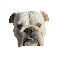 Dog Sticker by bulldogclub