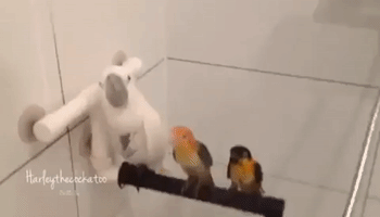 Celebrity Cockatoo Shares Shower With Entourage