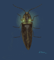 Firefly Beetle GIF by Alejandra Baiz