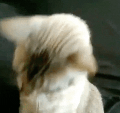 Video gif. A gray tabby cat quickly puts on a pair of round sunglasses and looks up. Text, "I'm ready."
