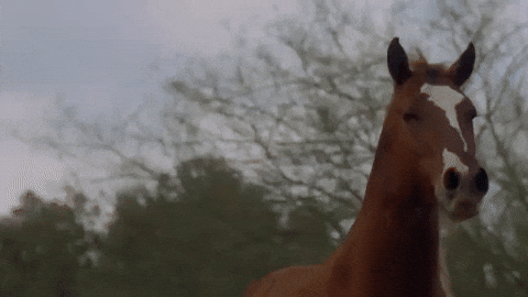 Sexy Cowboy GIF by Darius Martin