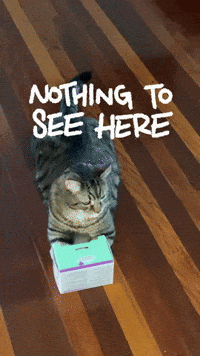 Duck And Cover Cat GIF