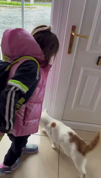 Cat Loves to Follow Young Girl as She Heads for School Bus