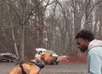 Dogs Of Instagram Dog Attack GIF