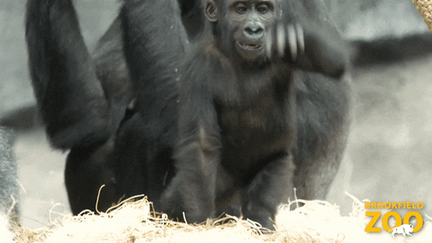 Intimidating King Of The Jungle GIF by Brookfield Zoo