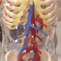 People Skeleton GIF by TRT