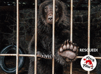 Animal Protection Europe GIF by FOUR PAWS Australia