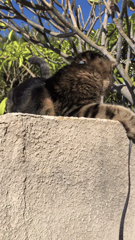 Cat Fun GIF