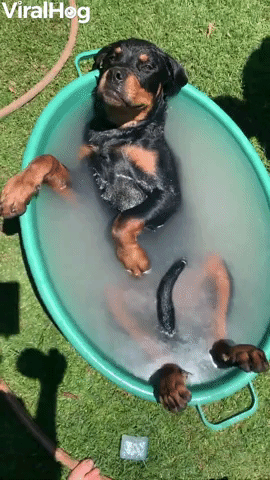 Rottweiler Pup Living His Best Life