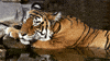Water Sleeping GIF