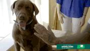 high five animal cribs GIF
