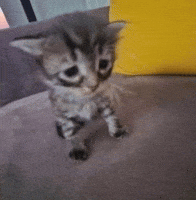 Sad Cat GIF