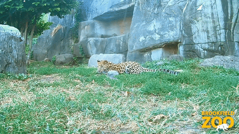 Jump Leopard GIF by Brookfield Zoo