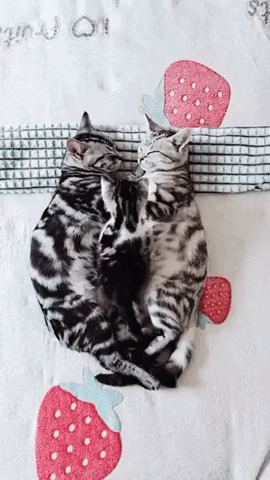 cuteanimalland giphyupload GIF