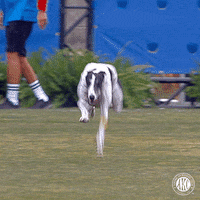 GIF by American Kennel Club