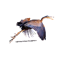 parcodeltapo nature bird bike duck Sticker