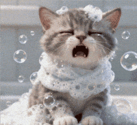 Stono93 bolle gattino gattocarino GIF