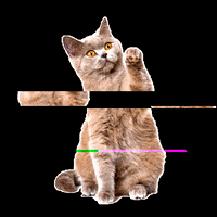 petzzshop  GIF