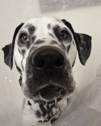 Dog GIF