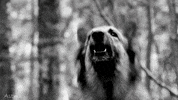 barking black and white GIF