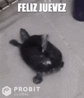 Happy Dance GIF by ProBit Global