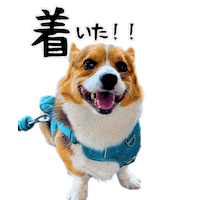 Corgi Milo Sticker