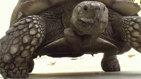 tortoise GIF
