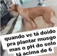 Cachorro GIF