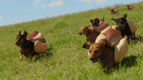 Ad gif. Several dachshunds, wearing hot dog costumes, run serenely and happily through a green grassy field.