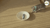 Elopets pets animais petshop bicho GIF