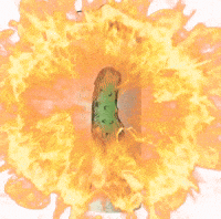 Tuff Pickle GIF