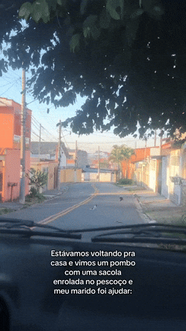 cuteanimalland giphyupload GIF