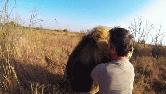 lion hug GIF
