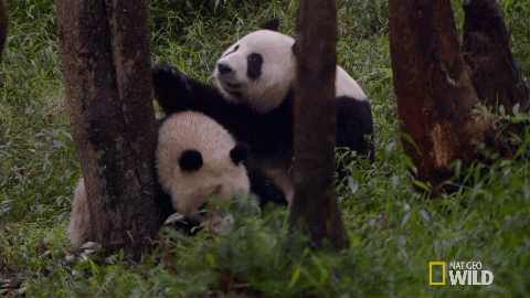 panda hug GIF by Nat Geo Wild 