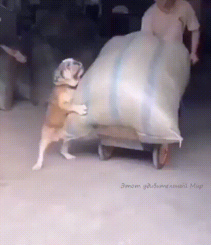 cuteanimalland giphyupload GIF