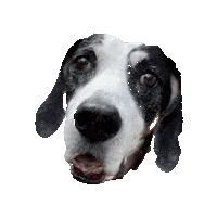Pam Sticker by Paws Around Motown