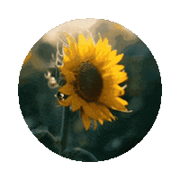 elistorycriativo flores flor elistorycriativo flor Sticker