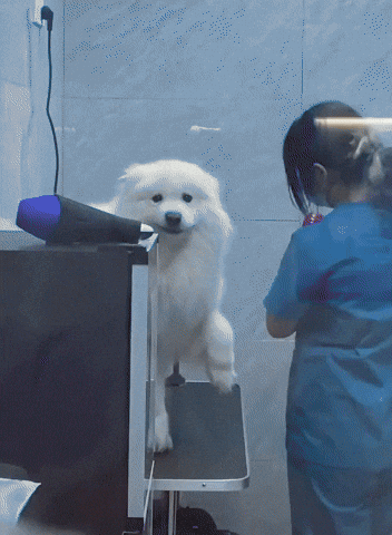 cuteanimalland giphyupload GIF
