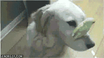 dog birds GIF by Cheezburger