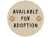 Cat Dog Sticker by New Collar Collective